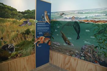 pajaro shorebirds wall mural