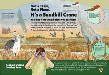 sandhill crane panel