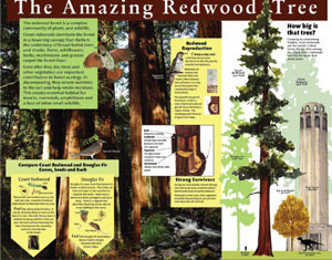 the amazing redwood tree
