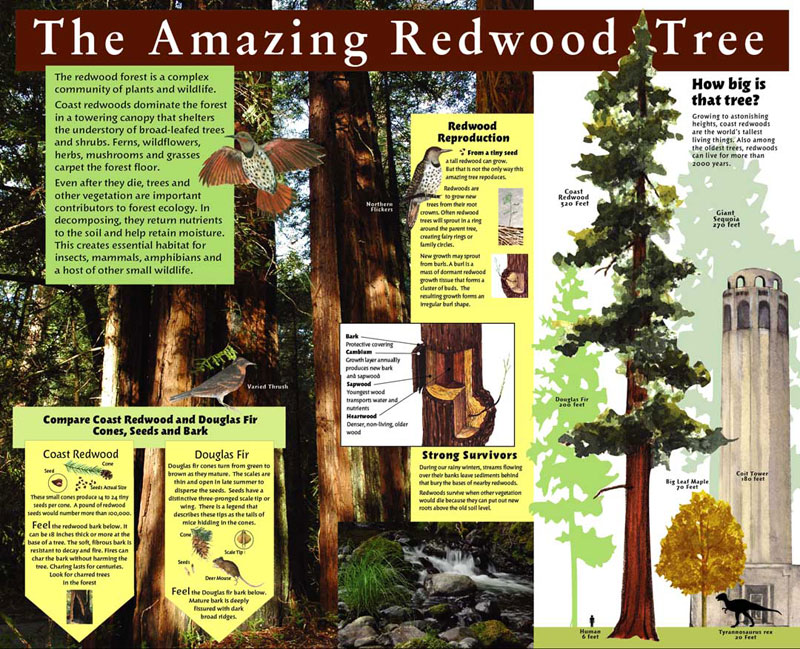 History of Portola Redwoods State Park (Visitor Center), The Amazing Redwood Tree Panel