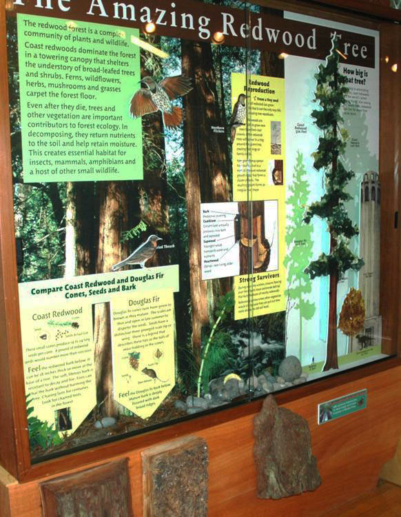 History of Portola Redwoods State Park (Visitor Center), Installed The Amazing Redwood Tree Panel