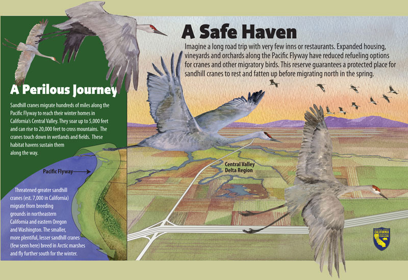 Sandhill Cranes, A Safe Haven Panel